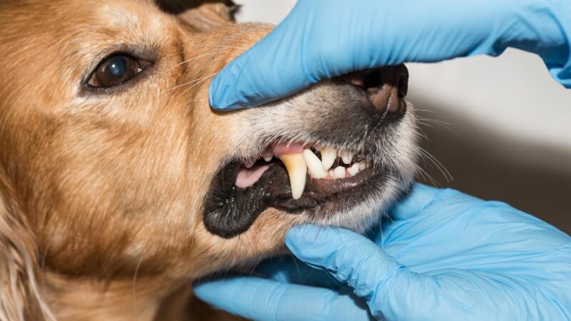 מחלות שיניים אצל כלבים