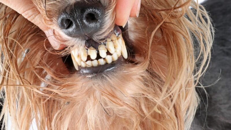 מחלות שיניים אצל כלבים